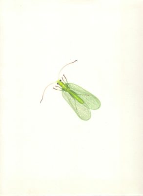 miniature Ephemere jacques aubail