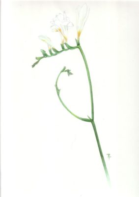 miniature Freesia jacques aubail